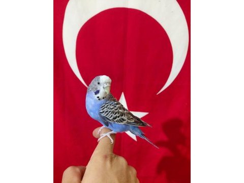 Konuşan dişi muhabbet kuşu ele kola alışkın sağlıklı