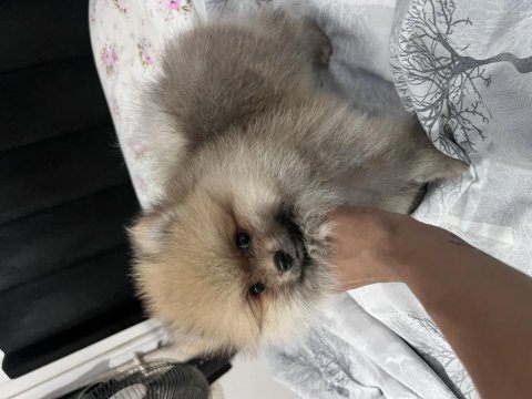 Ayı surat pomeranian kızımız