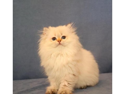 Ny2533 dişi british longhair