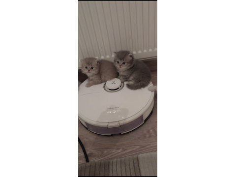 British longhair kedisi