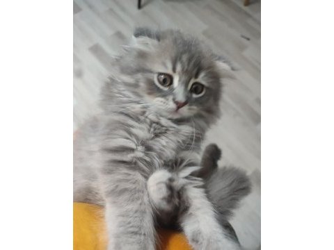 2 aylık 4 tane yavru kedilerimiz