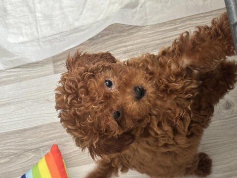 Toy poodle 3 aylık