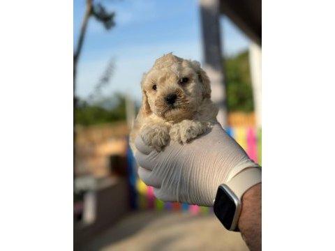 Maltipoo kapıda ödeme ve kredi kartı imkânı mevcuttur