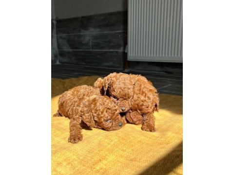 Safkan kore toy poodle red-brown