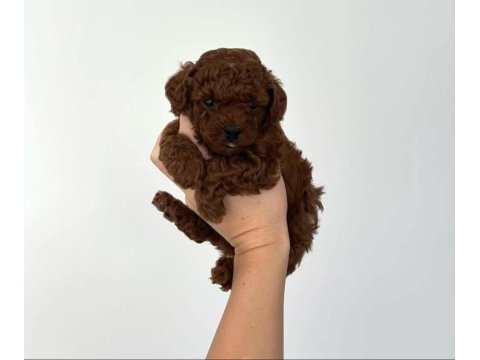 Toy poodle yavrularımız ruhsatlı köpek çiftliğinden