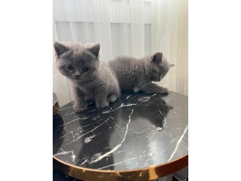 British shorthair yavrular gönderim mevcut