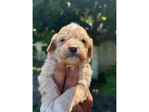 Dunya tatlısı maltipoo minikler