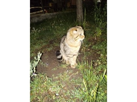 Scottish fold 1,5 yaşında