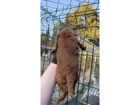 Red brown maltipoo yavrum