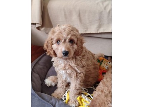 Antialerjenik tüy dökmeyen cavapoo kızı