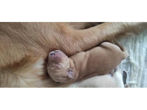 Orjinal ırk baby face golden retriever yavruları