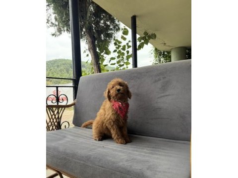 Özel ırk toy poodle | ruhsatlı çiftlik
