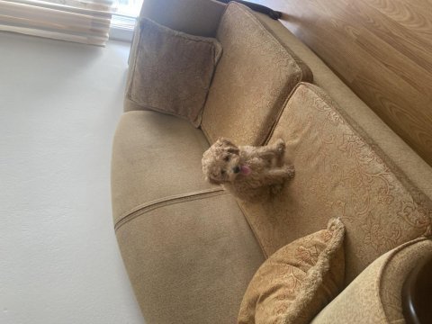 Dünya tatlısı poodle