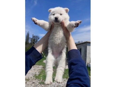 Saf husky (sibirya kurdu) uygun fiyatlı