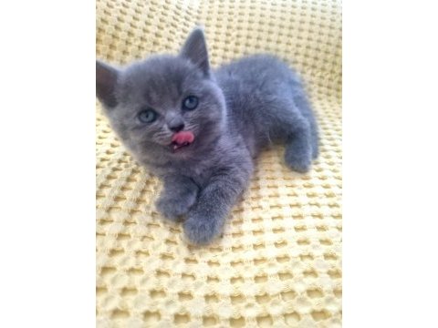 British shorthair ve iran kedisi