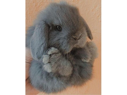 Lop tavşanlarımız gün içi gönderim mevcut
