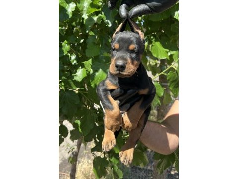 Kaliteli doberman yavrular