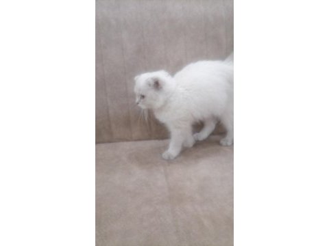 Kendi kedimizin tek kalan erkek yavrusu