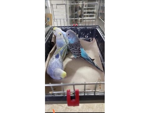 Yavru muhabbet kuşları