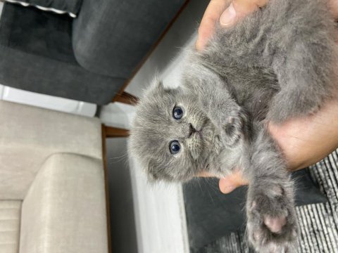 55 günlük scottish fold bebekler