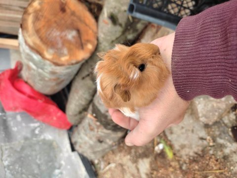 0-2 aylık ele alıştırmalık safkan guinea pig