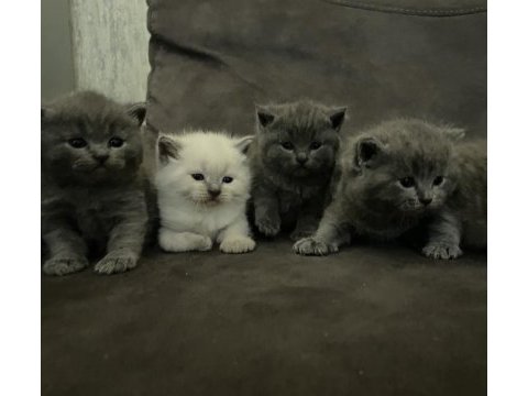 3 nisan doğumlu british shorthair