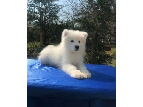 Irk ve sağlık garantili samoyed yavrularımız