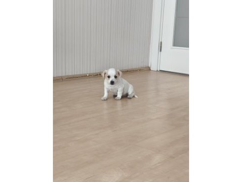 2 aylık yavru bebek chihuahua