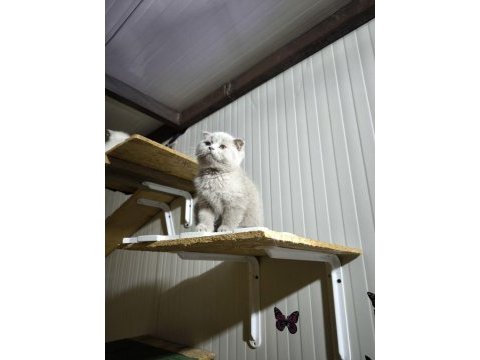 Sevimli scottish fold oğlumuz