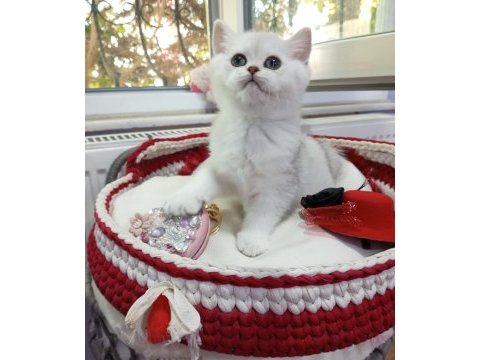 Safkan şecereli anne babadan yavru kediler