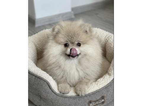 Pomeranıan boo orange erkek