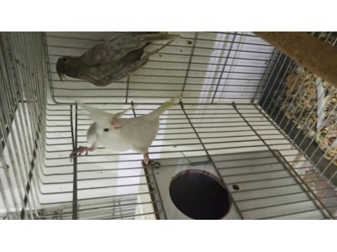 Albino dişi damızlık sultan papağanı
