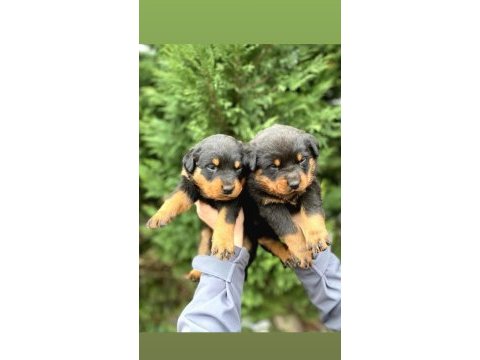 Irk ve sağlık garantili rottweiler bebekler