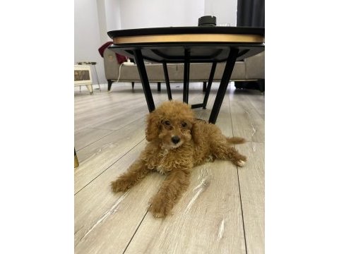 3 aylık dişi poodle