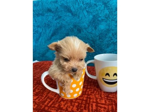 Cep boy maltipoo yavrular
