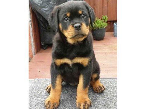 Macar show kalite rottweiler yavrular