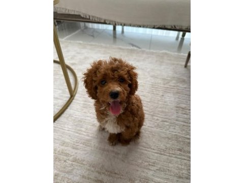 3,5 aylık toy poodle ped eğitimli