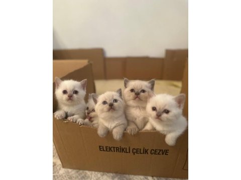 Blue point british shorthair yavrular