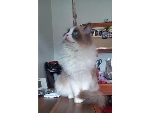 Safkan ragdoll bebekler