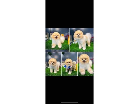 Resimdeki köpeğimiz pomun yavruları