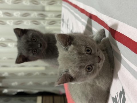 60 günlük scr haskan british shorthair