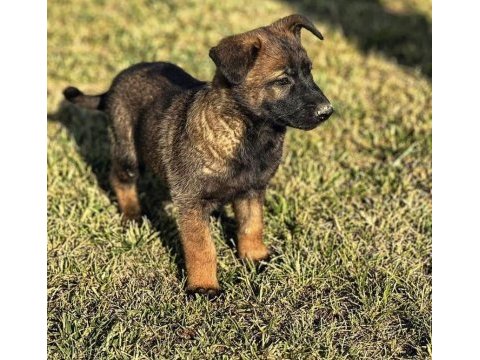 Varsa daha iyisi o da annesi belçika kurdu
