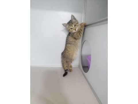 Kedimizin arkadaşı olmurmusun?