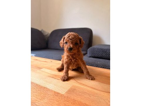 Muhteşem güzellikte teacup poodle yavruları