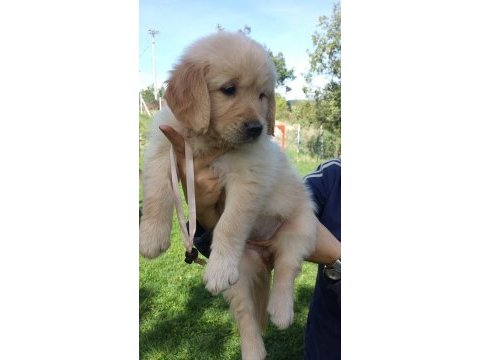 Golden retriever yavruları