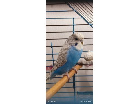 Muhabbet kuşu erkek ve dişi