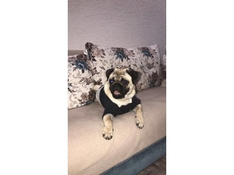 Eşleştirmek için erkek pug acil