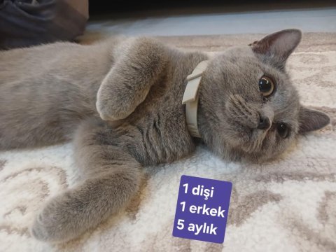 1.5 aydan 5 aylığa kadar sevimli kedilerimize yuva