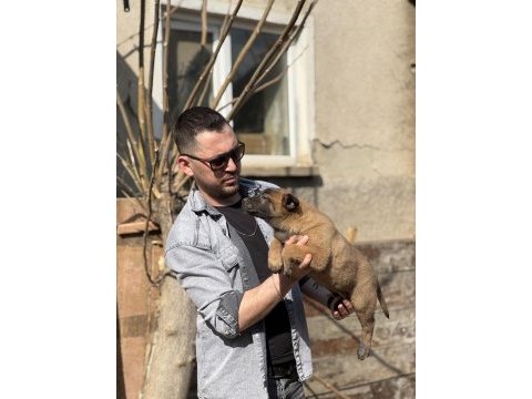 Irk sağlık garantili pirana gibi belçika kurtları