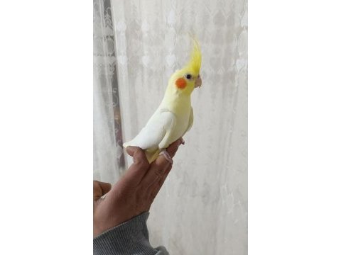 Evcil konuşabilen sultan papağanı yavruları